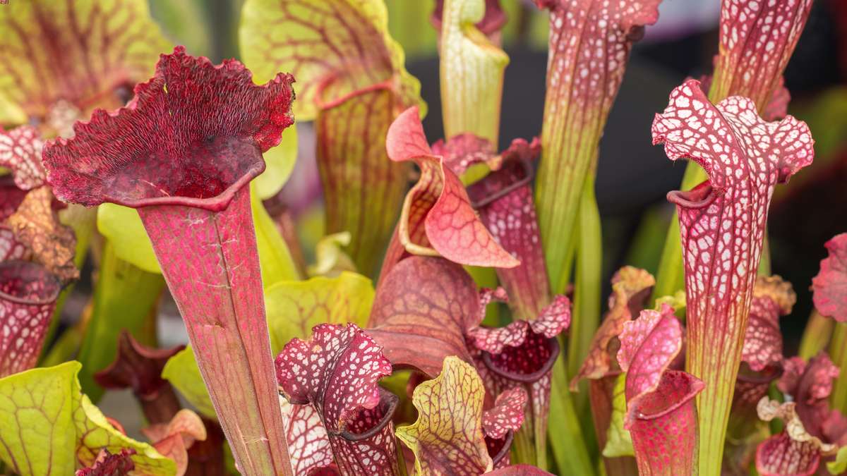11 Types of Carnivorous Plants - VENUS FLYTRAPS