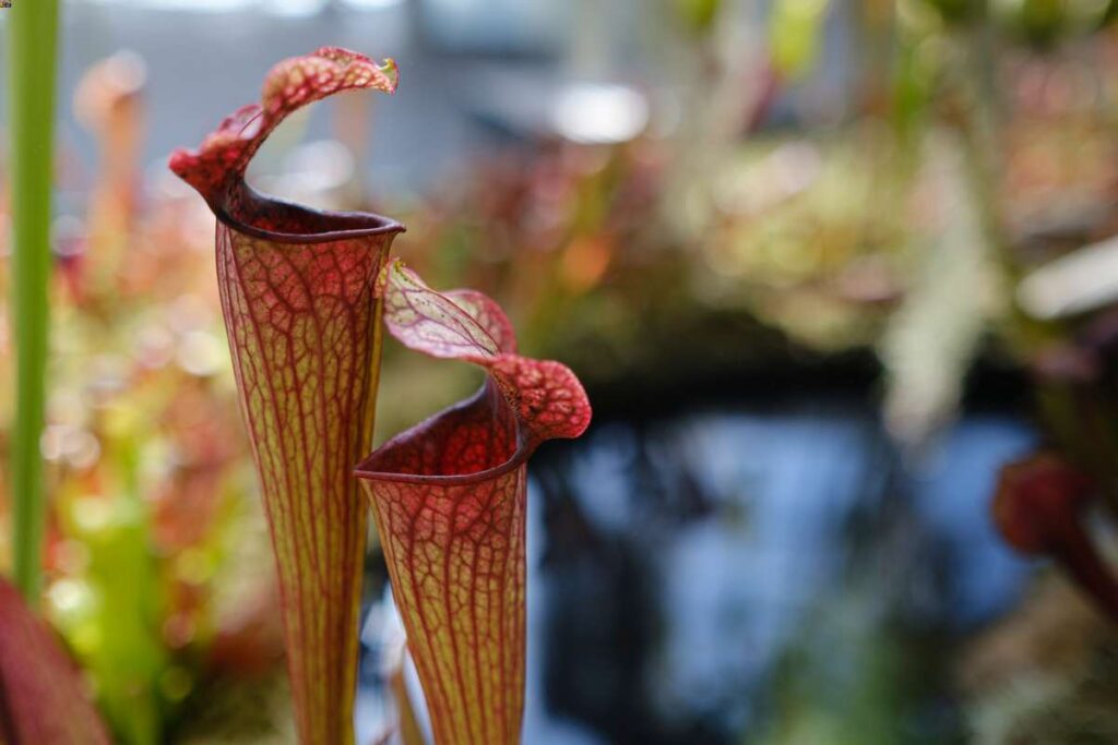 different types of pitcher plants 