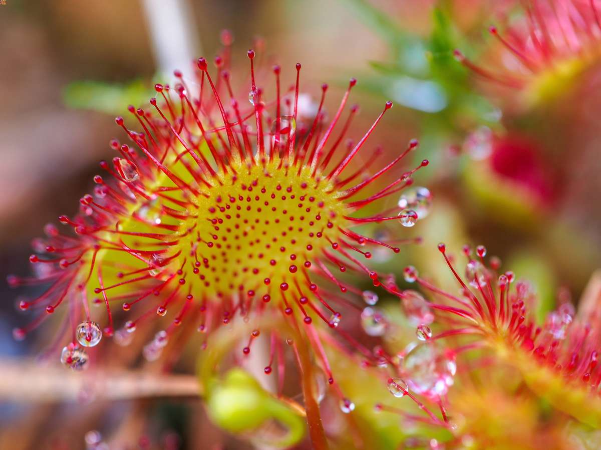 11 Types of Carnivorous Plants - VENUS FLYTRAPS