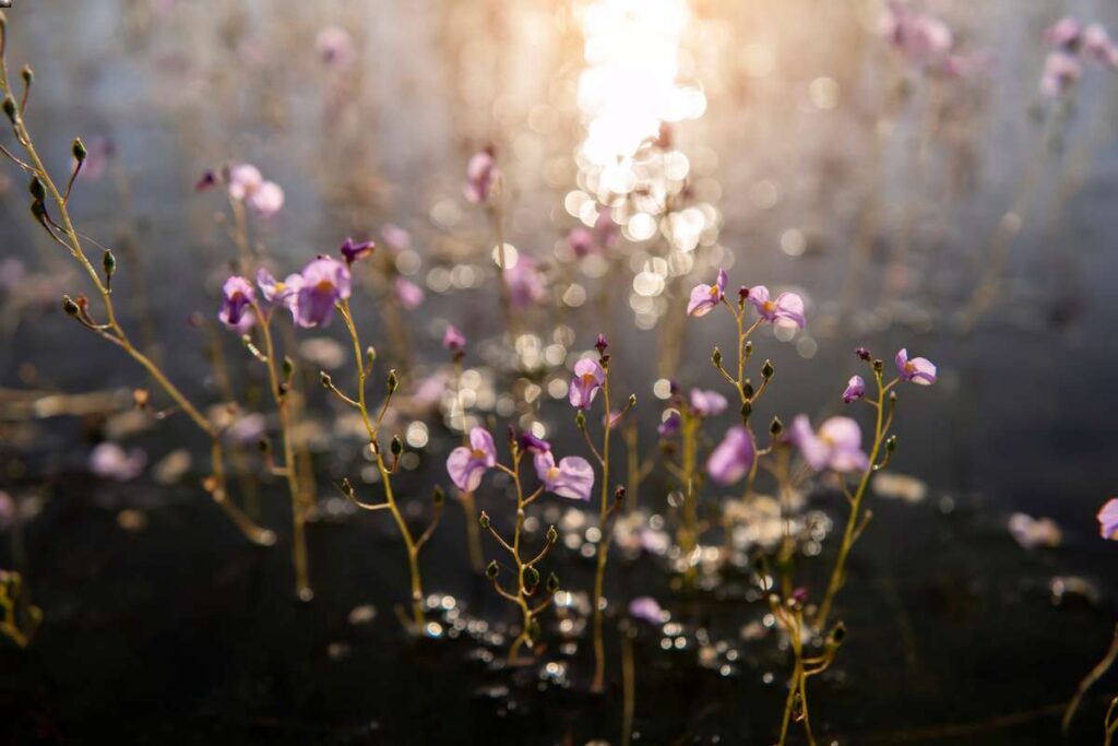 bladderwort carnivorous plant species