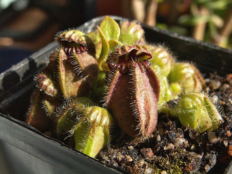 different types of pitcher plants from Australia