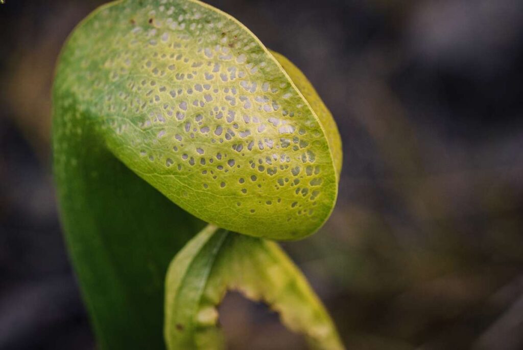 california carnivorous plants with pictures