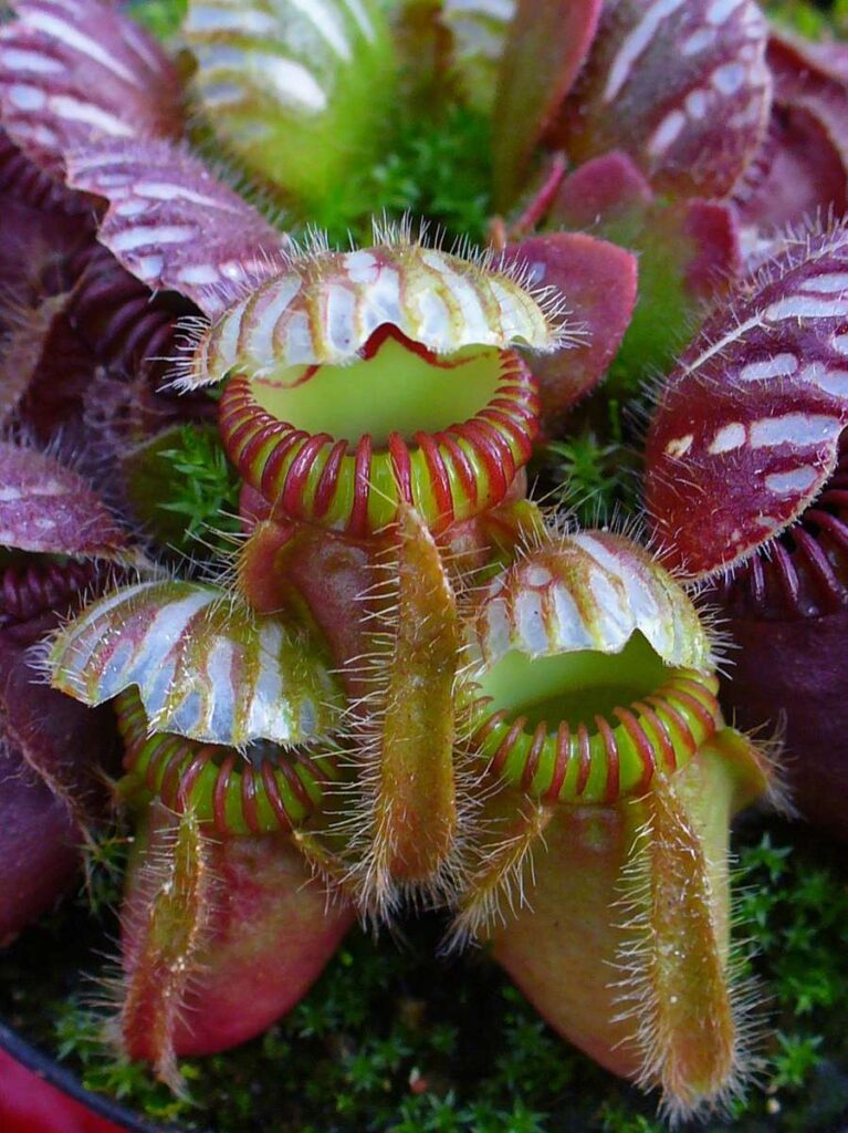 types of carnivorous plants include the many varieties of pitcher plants