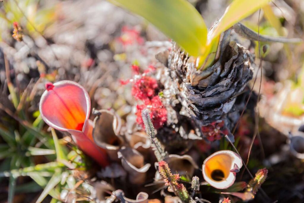 the sun pitcher plant is a type of carnivorous plants species