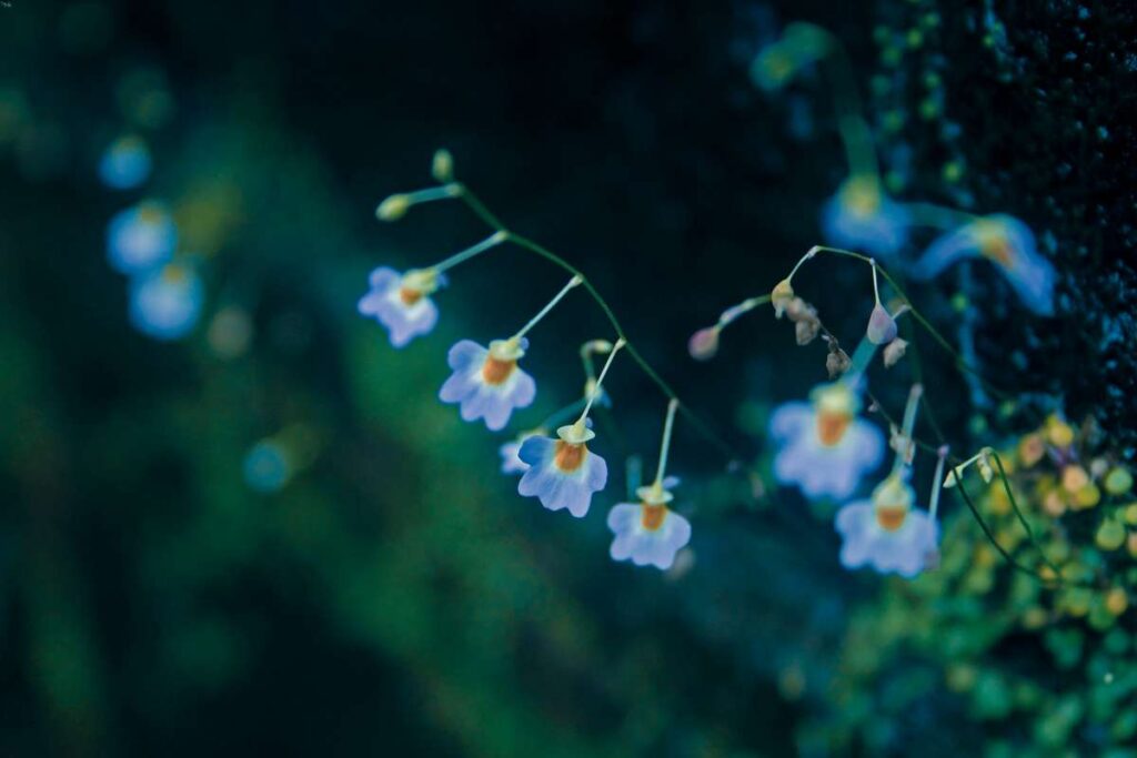 bladderwort carnivorous plant species