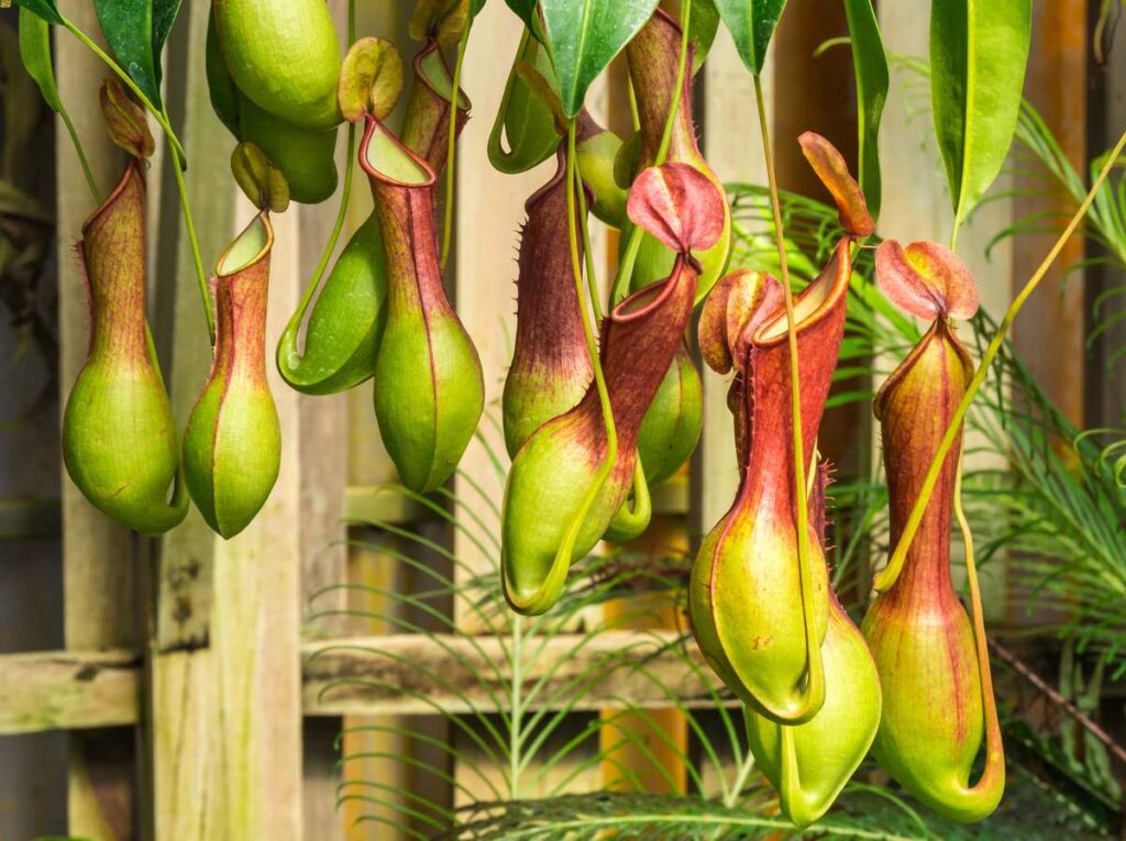 different types of pitcher plants