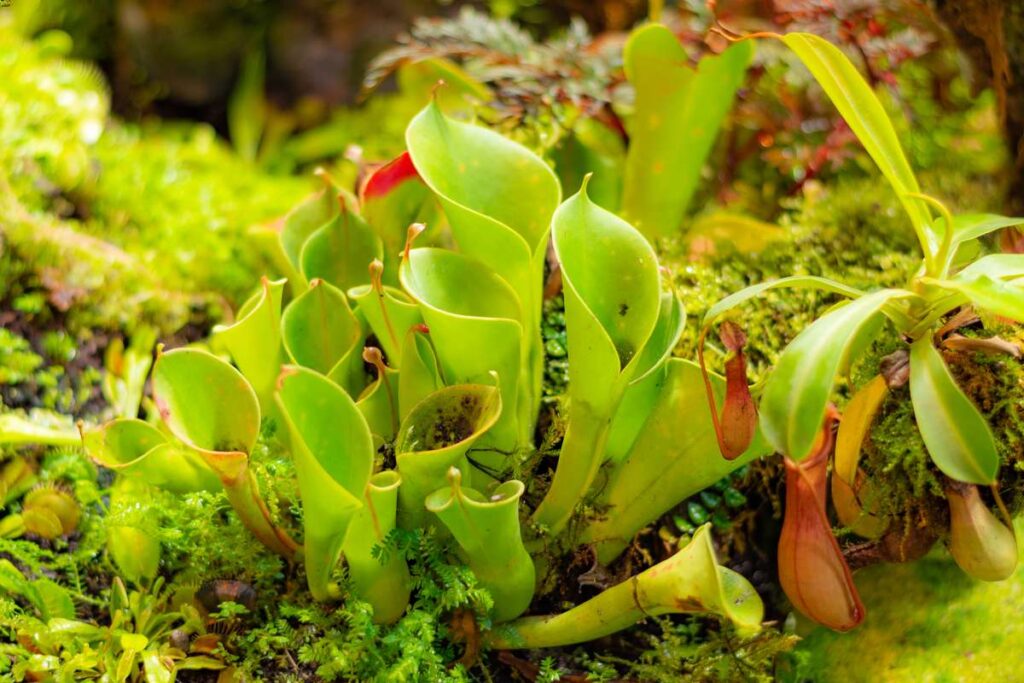 Heliamphora are carnivorous plants species from the tepui mountains of South America